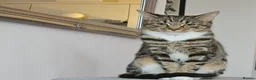 British Shorthair cats for sale: 2 gorgeous male kittens for sale  - Advert 7