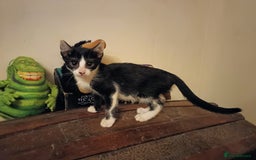 Mixed Breed cats for sale: Black & White Kittens Bengal Mix Véry Interactive  - Image 10