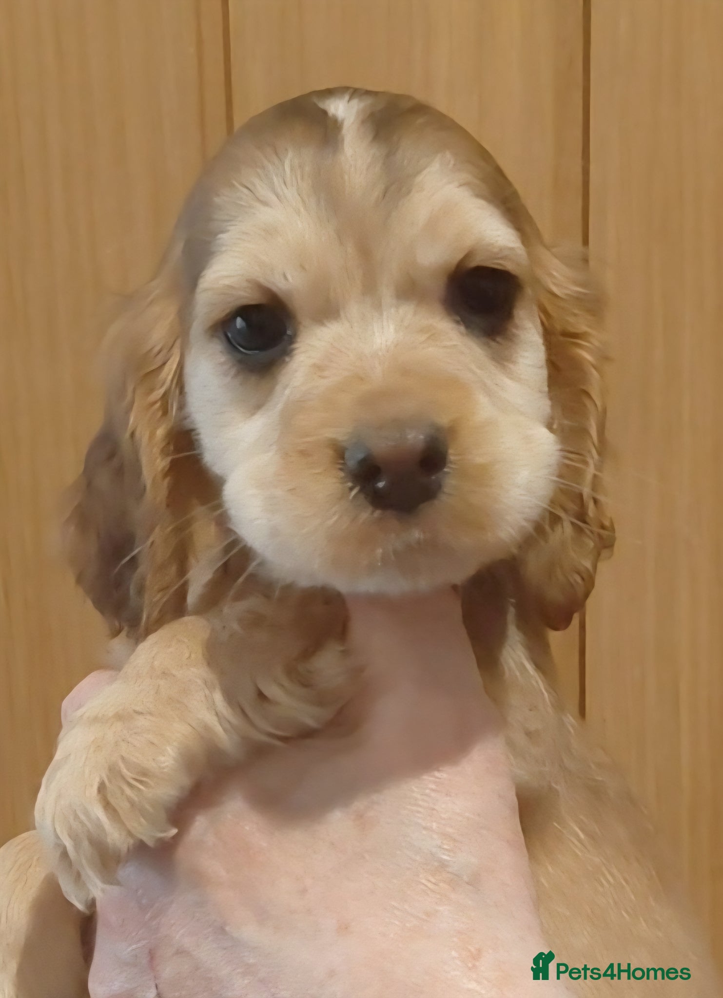 Cocker Spaniel dogs Show Spaniels from fully health tested parents - Advert 5