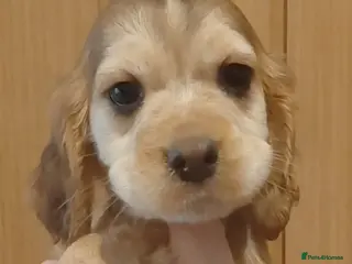 Cocker Spaniel dogs Show Spaniels from fully health tested parents - Advert 5