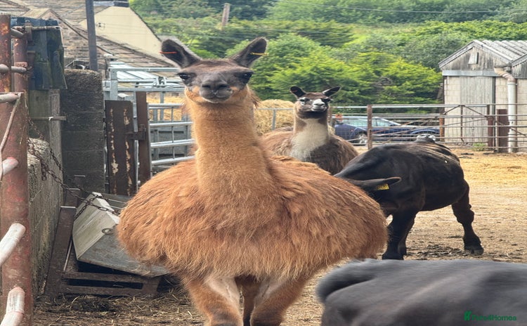 Llama livestock - Advert 3
