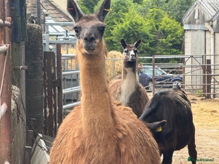Llama livestock - Advert 16