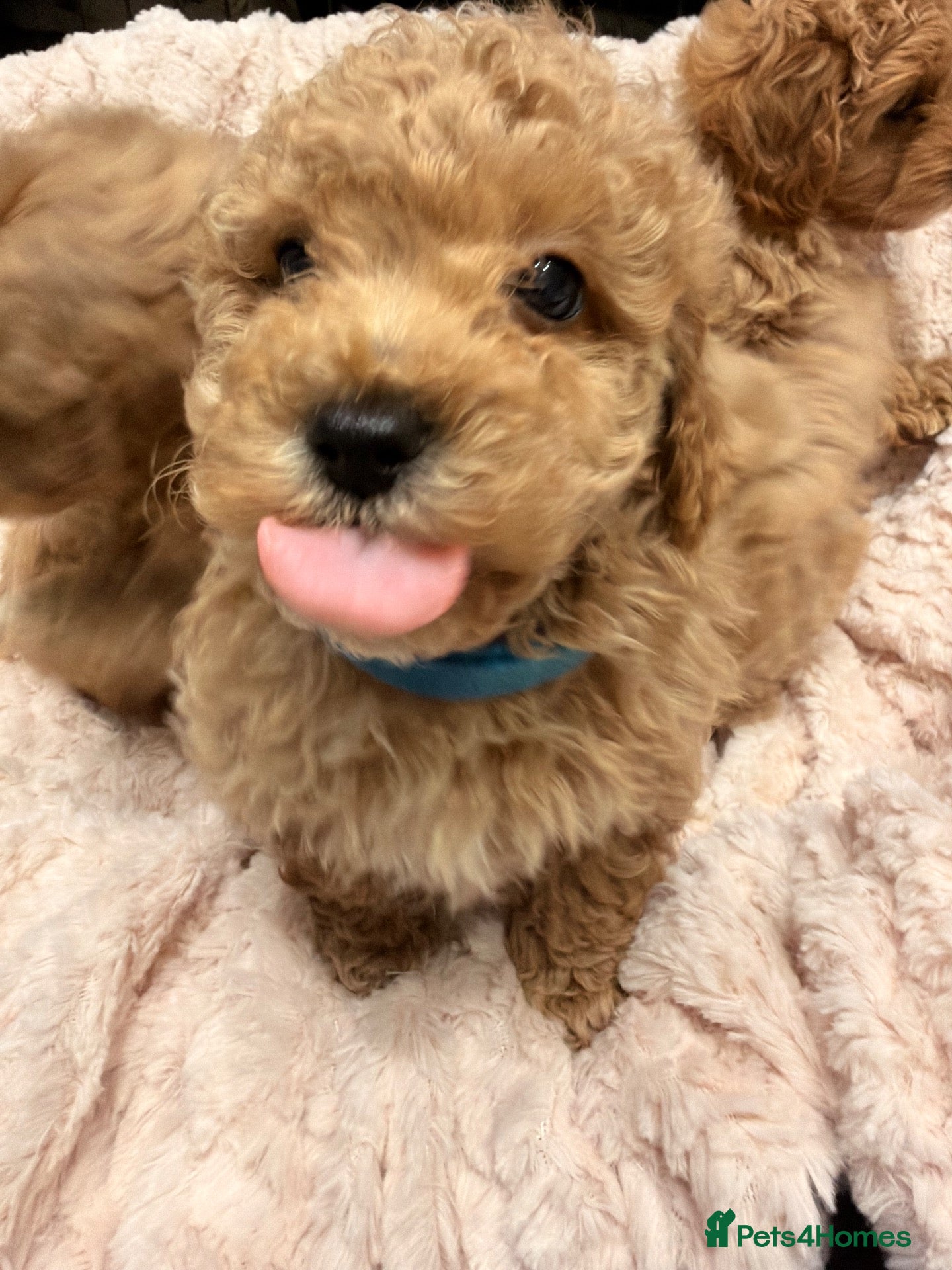 Maltipoo dogs for sale: Fully Health Tested F1 Toy Maltipoo Pups  - Advert 15
