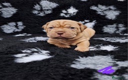 Dogue De Bordeaux dogs for sale: Dogue De Bordeaux Puppies-Champion Bloodlines - Image 24