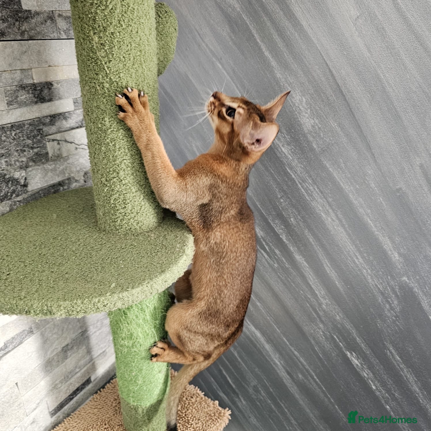 Abyssinian cats Ready to go abby boy! - Advert 2