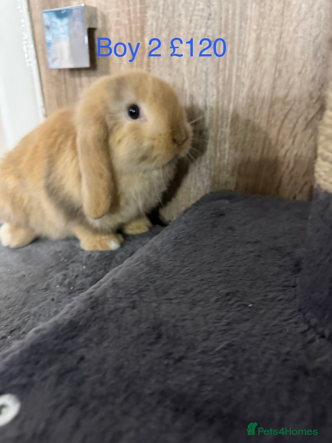 Mini Lop rabbits for sale: Beautiful Pure Mini Lops - Advert 4