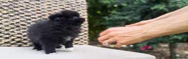 Pomeranian 1