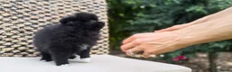 Pomeranian dogs for sale: High-quality Pomeranian puppies in Bristol - Advert 4