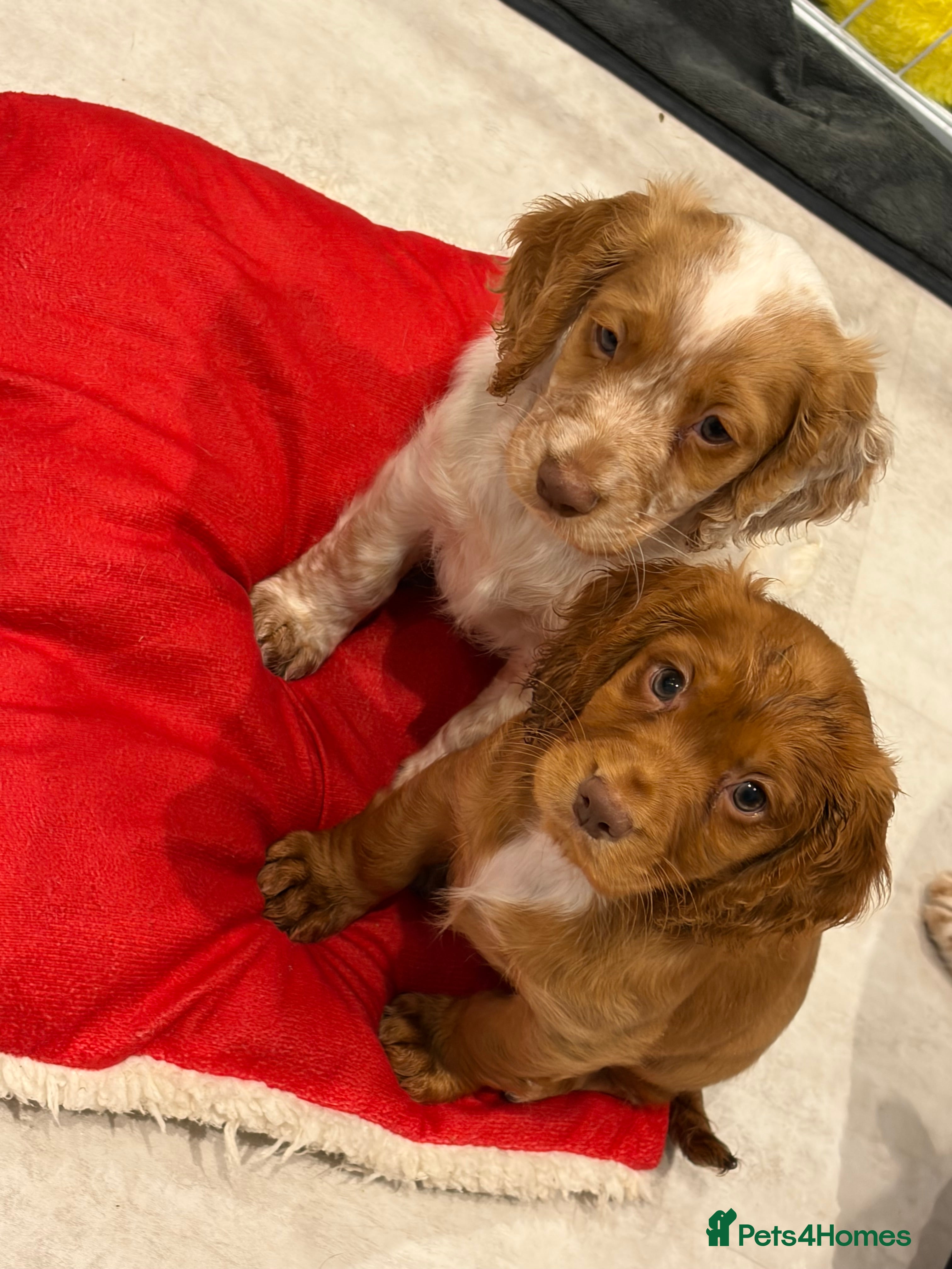 Cocker Spaniel dogs KC Registered Working Cocker Spaniel Puppies  - Advert 1