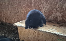 Mini Lop rabbits for sale: Mini Lop Rabbits - Image 14