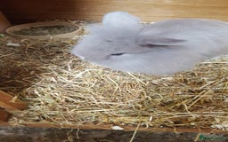 Mini Lion Lop rabbits for sale: Lionhead x mini lop - Image 3