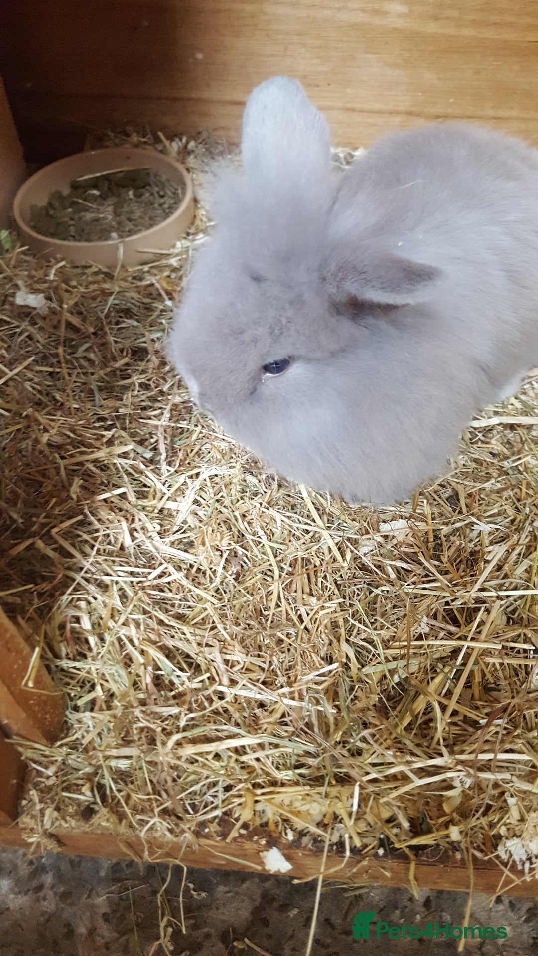 Mini Lion Lop rabbits for sale: Lionhead x mini lop - Image 3