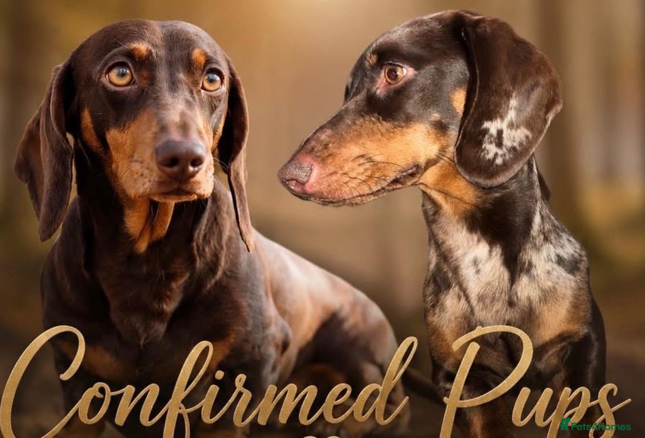 Miniature Dachshund dogs Miniature Dachshunds  - Advert 1
