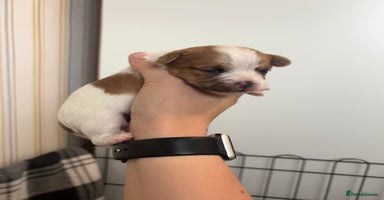 Mixed Breed dogs - Advert 4