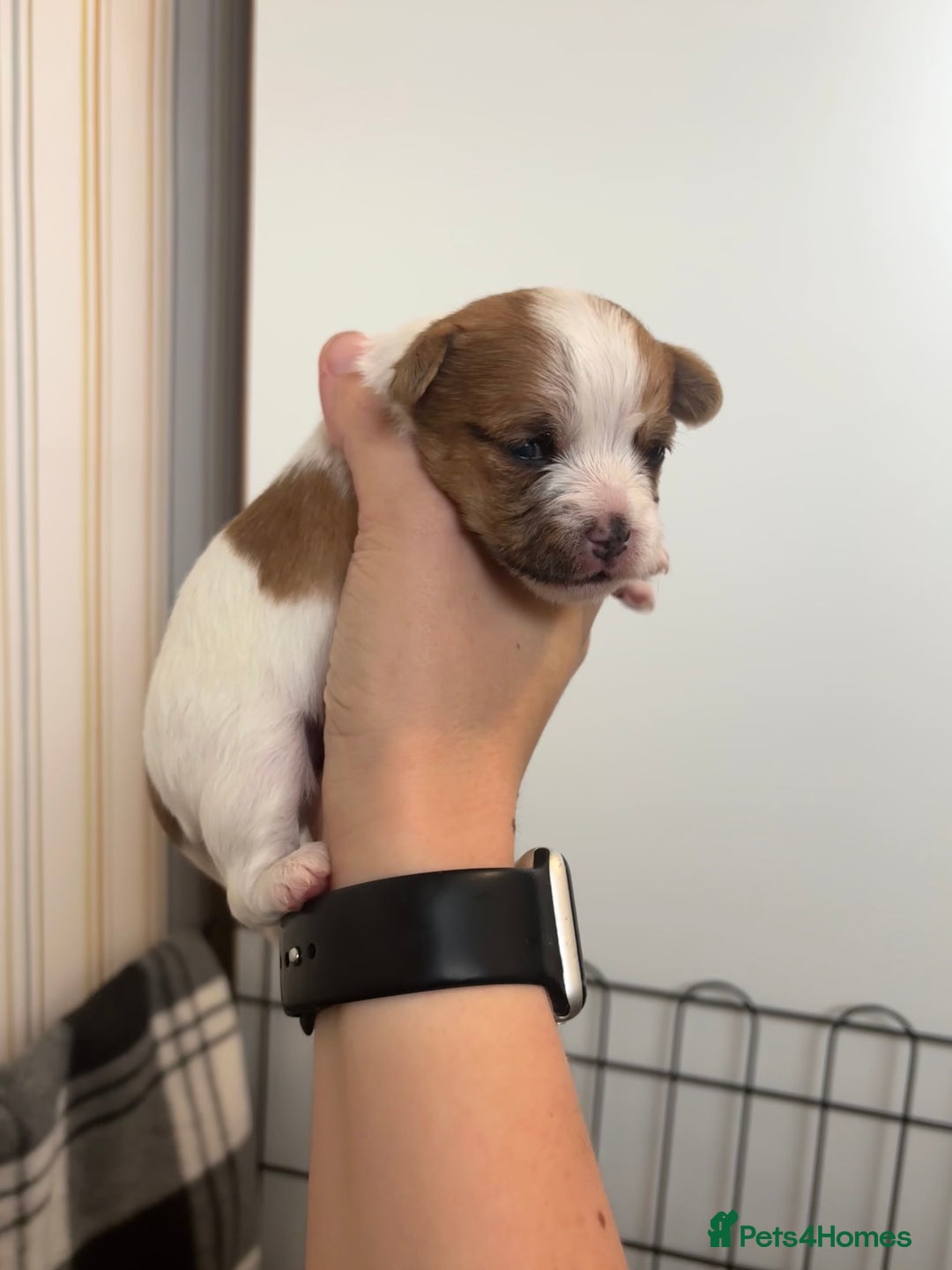 Mixed Breed dogs for sale: ✨ Chihuahua × Coton de Tulear puppies ✨ - Image 1