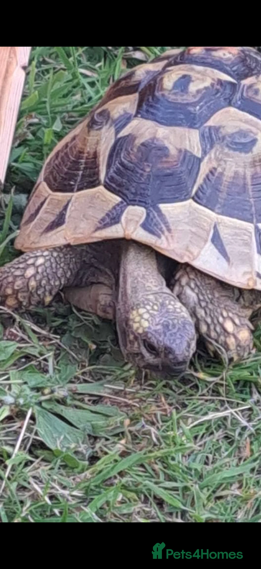 Tortoise reptiles for sale: 10 year old male tortoise  - Advert 2