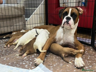 Boxer dogs KC Registered Boxer Puppies - Advert 18