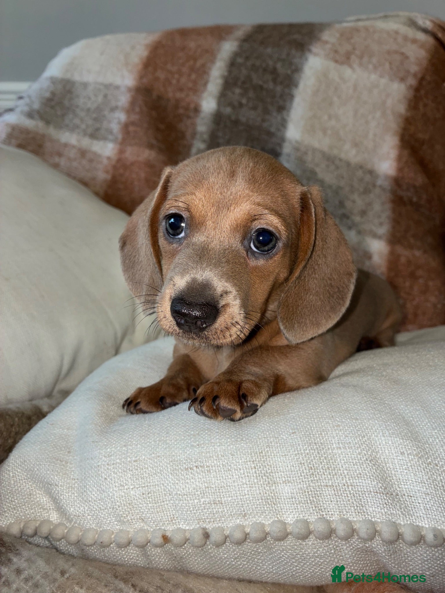 Miniature Dachshund dogs Miniature Dachshund  - Advert 1