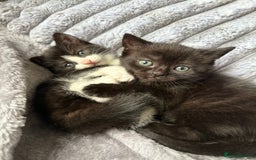 Domestic Shorthair cats for sale: 2 kittens for sale  - Image 5