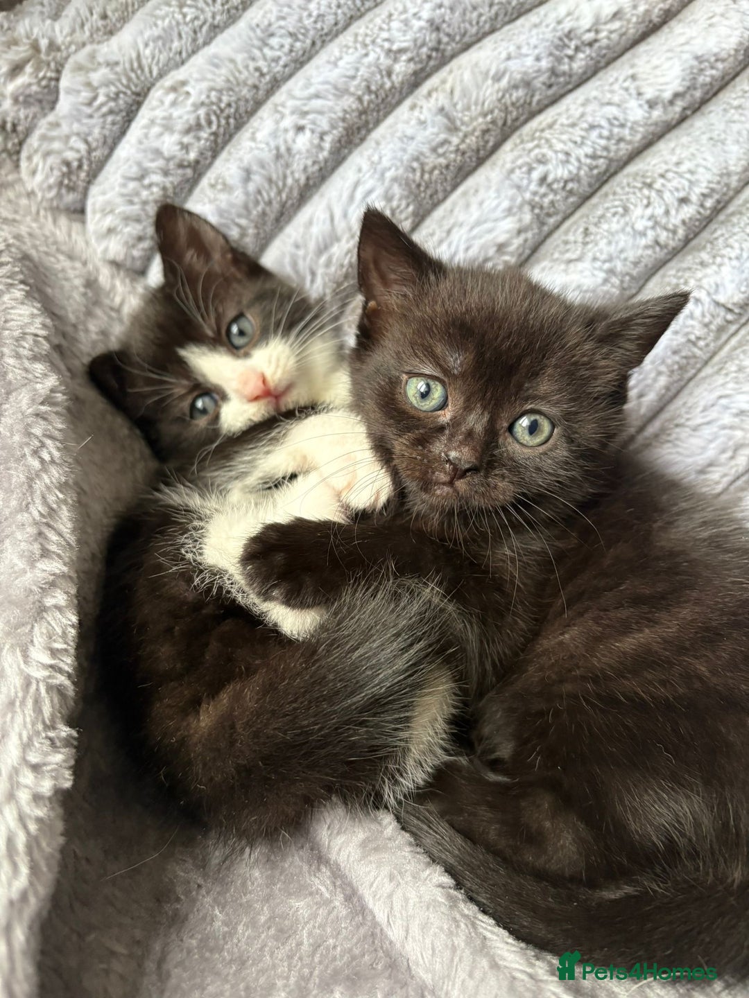Domestic Shorthair cats for sale: 2 kittens for sale  - Image 5