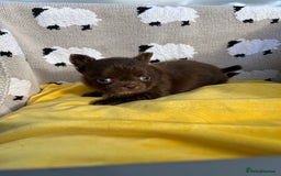 Chihuahua dogs for sale: Chihuahua Puppies - Image 2