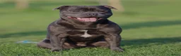 Staffordshire Bull Terrier dogs for sale: Kc blue staffordshire bullterrier puppies - Advert 37