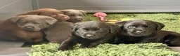 Labrador Retriever dogs for sale: Gorgeous, Chunky KC Labs - Advert 7