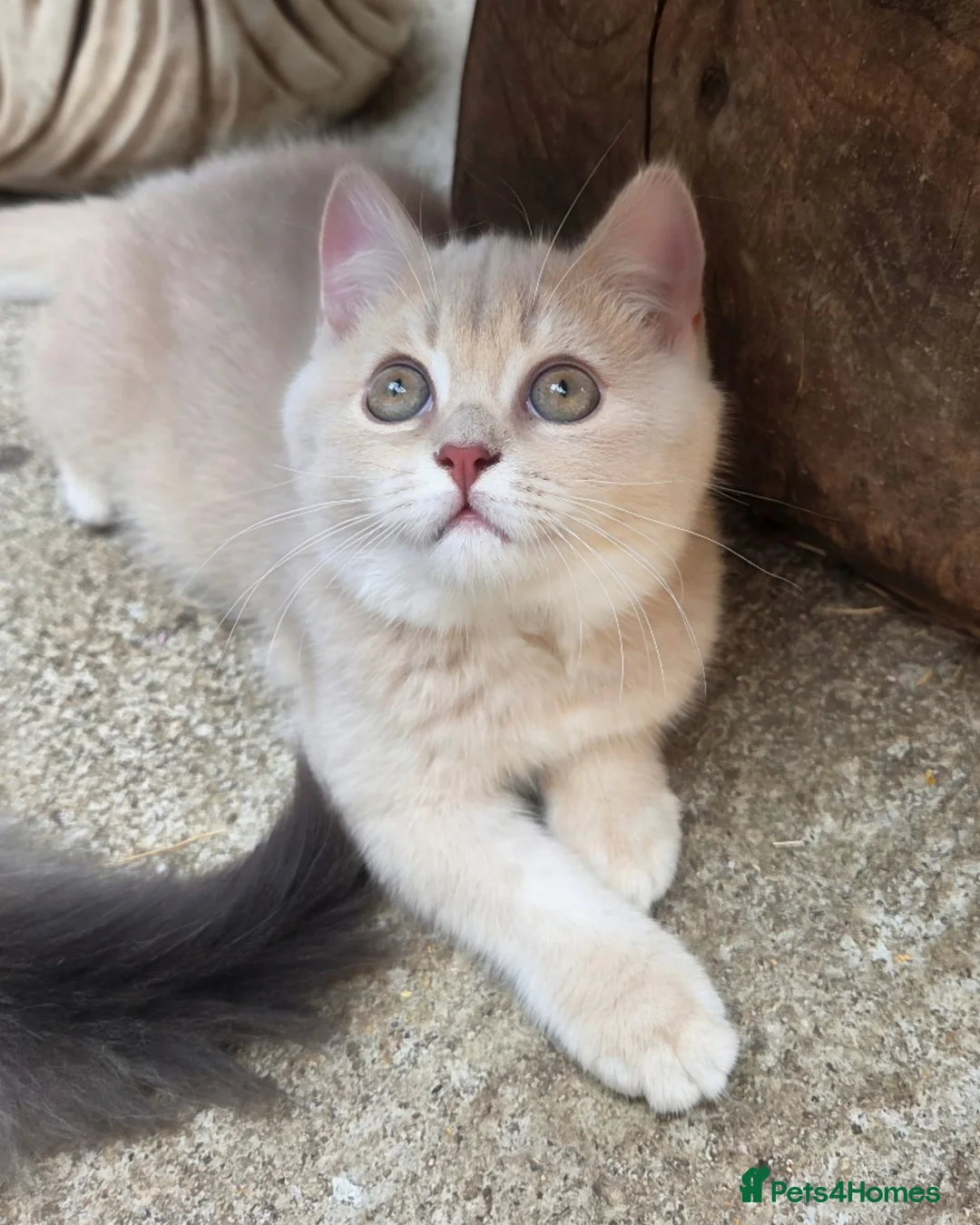 British Shorthair cats for sale: 💖 GCCF Active Registered Female 💖 - Advert 2