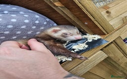 Ferret rodents for sale: Beautiful Male Ferret - Image 2