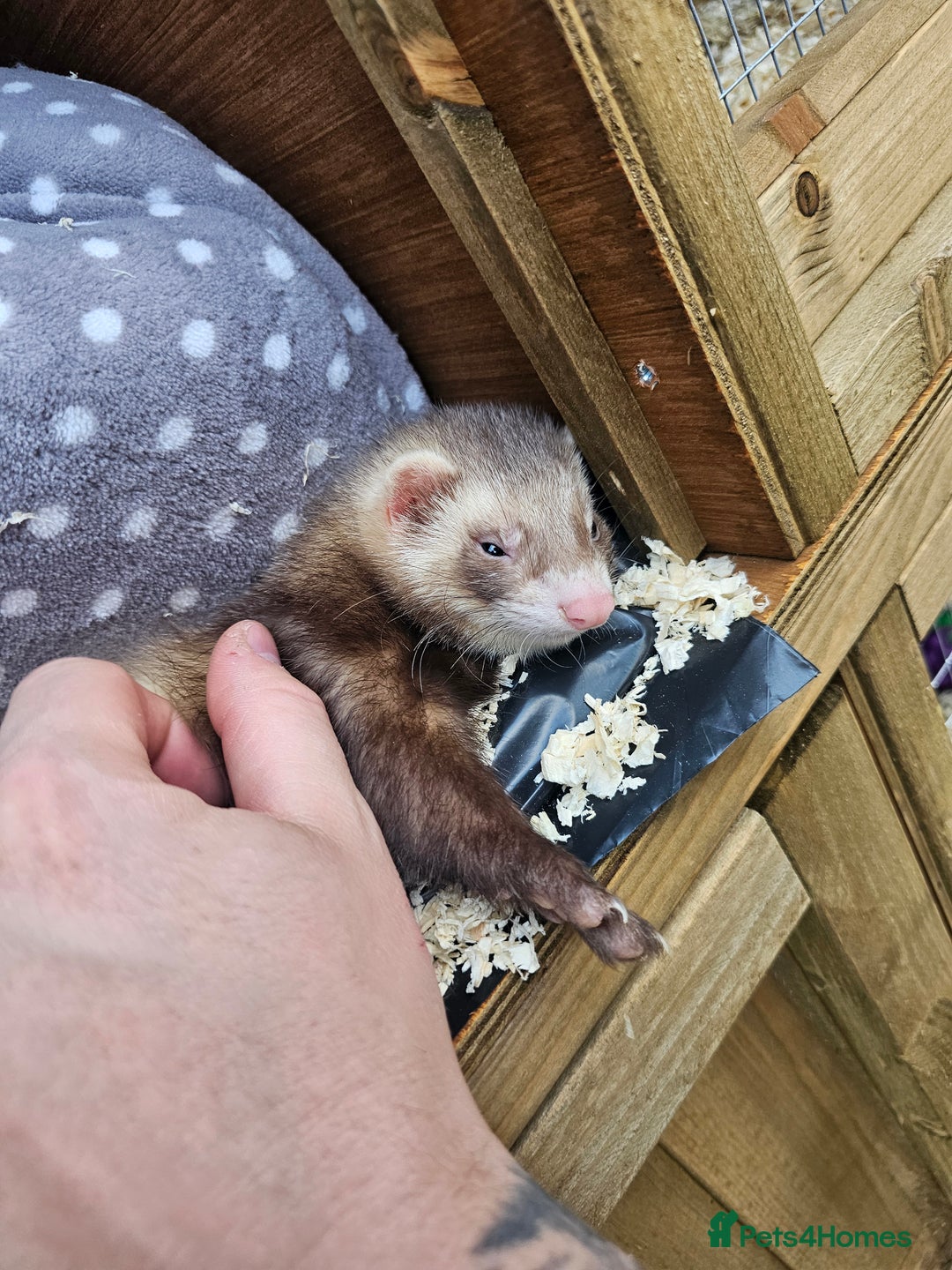 Ferret rodents for sale: Beautiful Male Ferret - Image 2