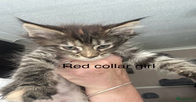 Maine Coon cats - Advert 6
