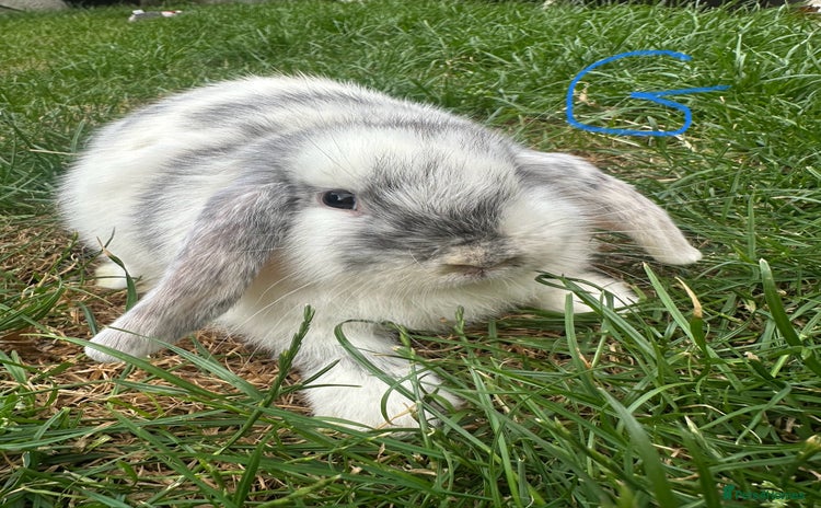 Mini Lop rabbits - Advert 2