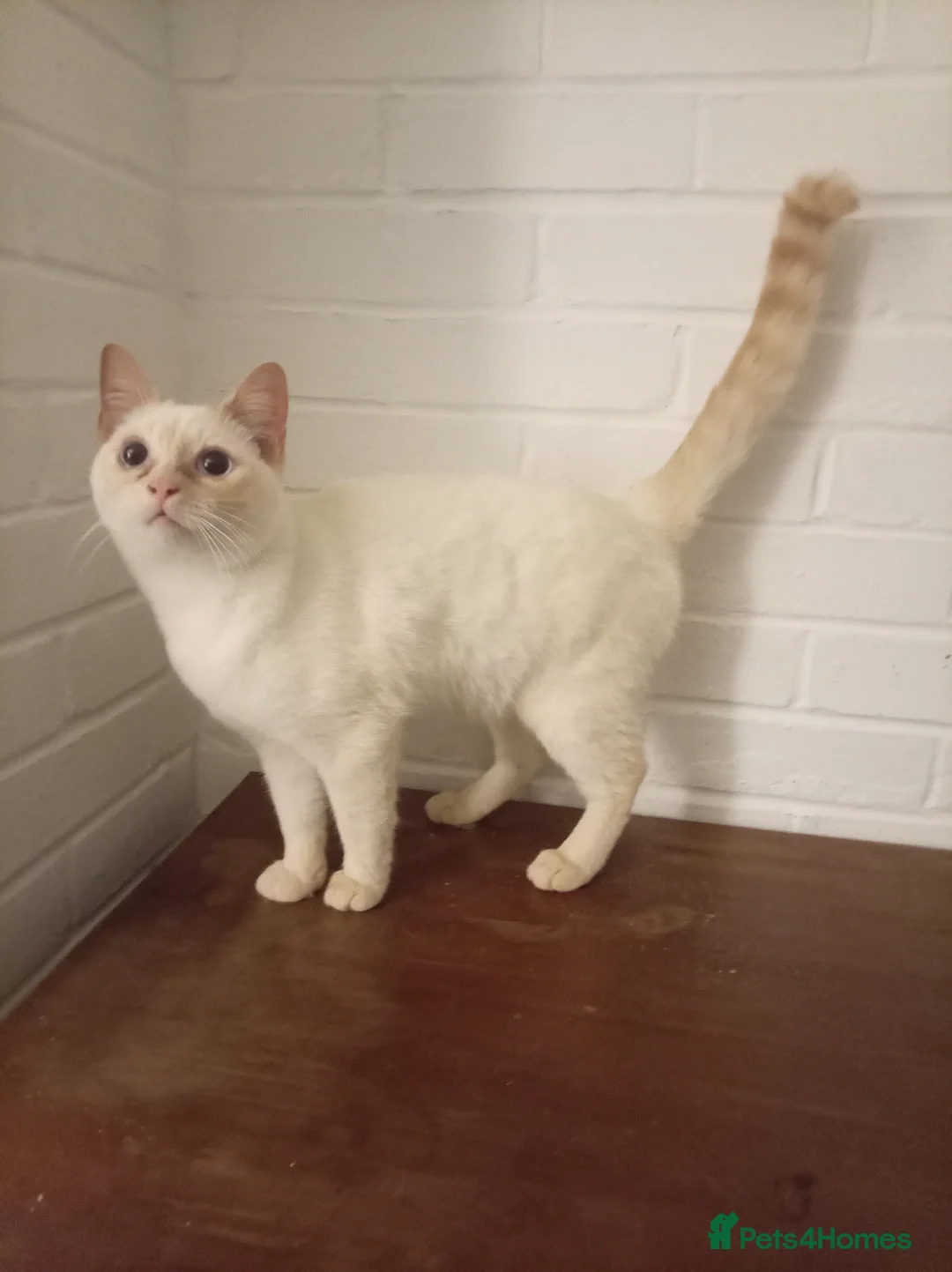 British Shorthair cats for sale: Cream tabby colour point male ready now  - Advert 2