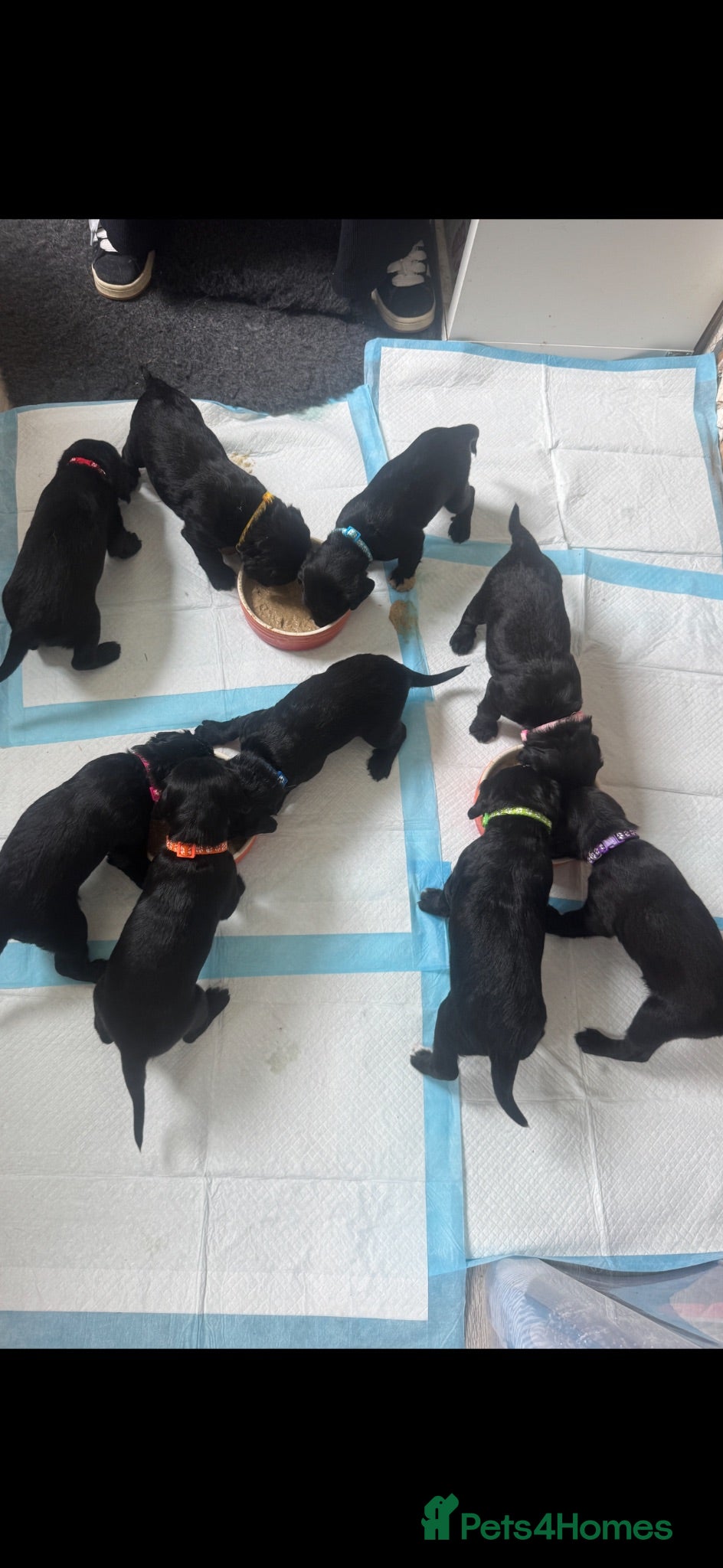 Mixed Breed dogs Beautiful GSD x cocker spaniel x Irish setter pups - Advert 2
