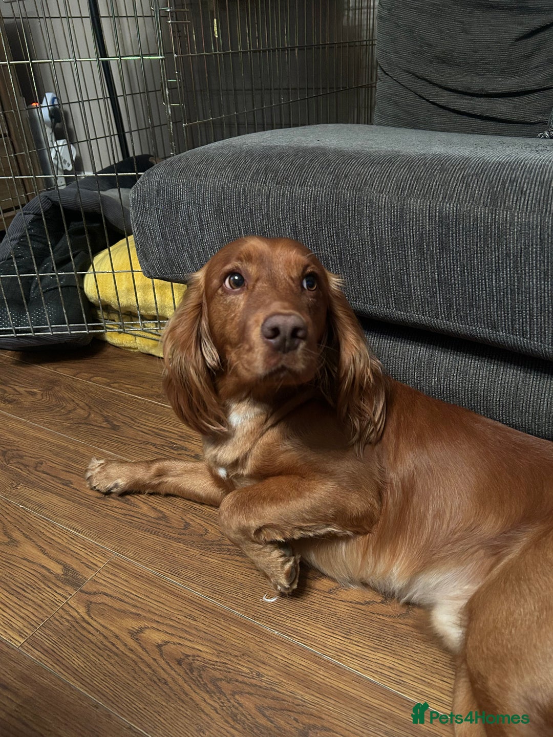 Cocker Spaniel dogs for stud: Working cocker spaniel stud  - Image 5