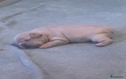 French Bulldog dogs for sale: fluffy french bulldogs - Advert 11