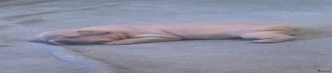 French Bulldog Puppy 3