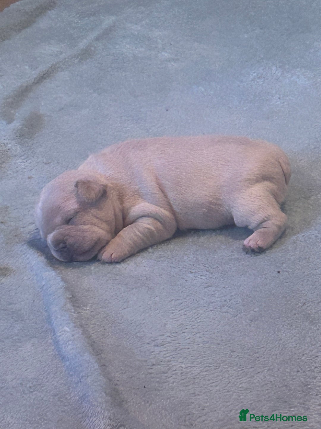 French Bulldog dogs for sale: fluffy french bulldogs - Advert 11