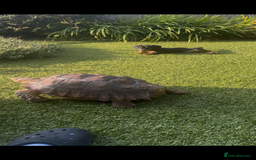 Tortoise reptiles for sale: Sulcata tortoises looking for new homes  - Image 4