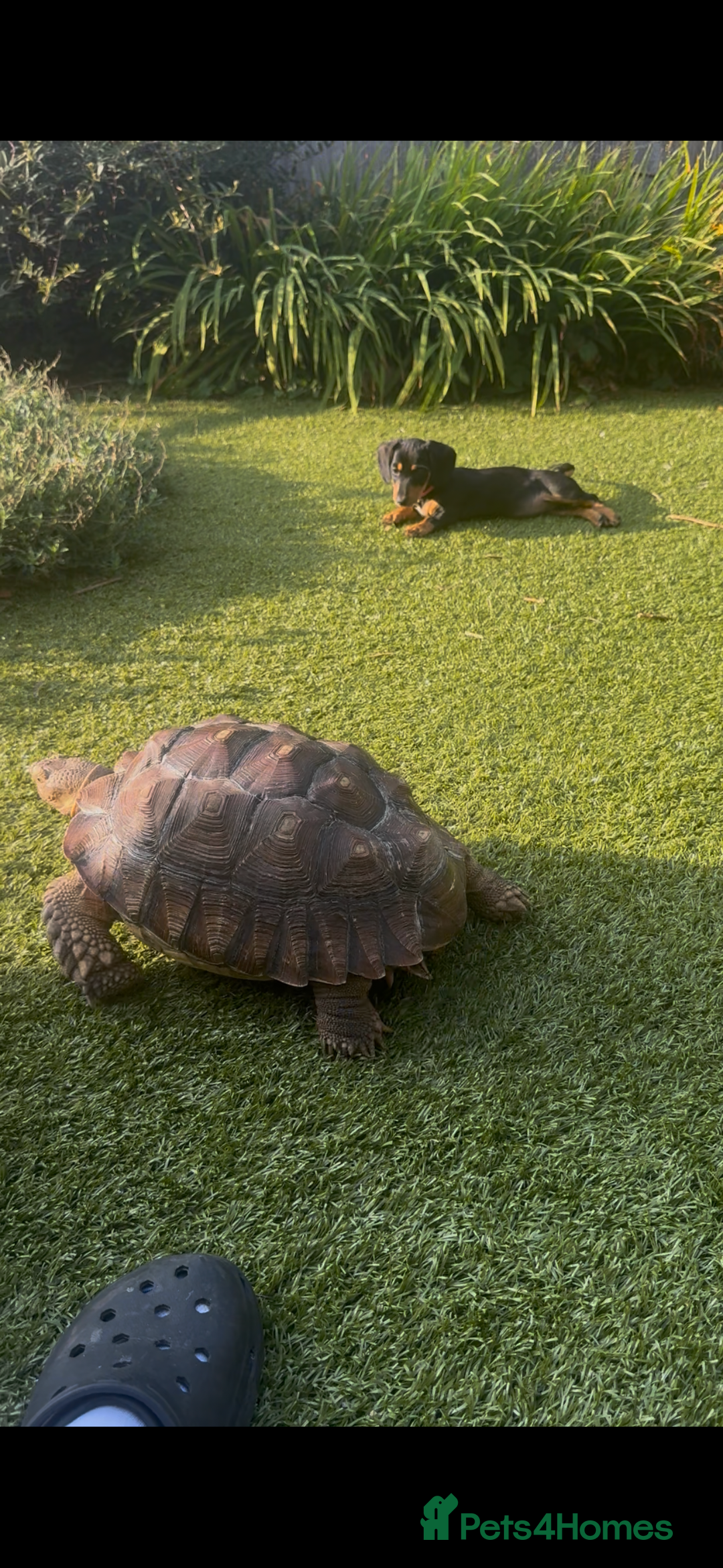 Tortoise reptiles for sale: Sulcata tortoises looking for new homes  - Image 4