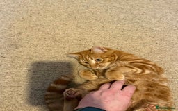 Mixed Breed cats for sale: Ron, the handsome friendly ginger Tom - Advert 4