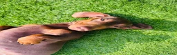 Dachshund dogs for sale: 2 year old female for sale  - Advert 2
