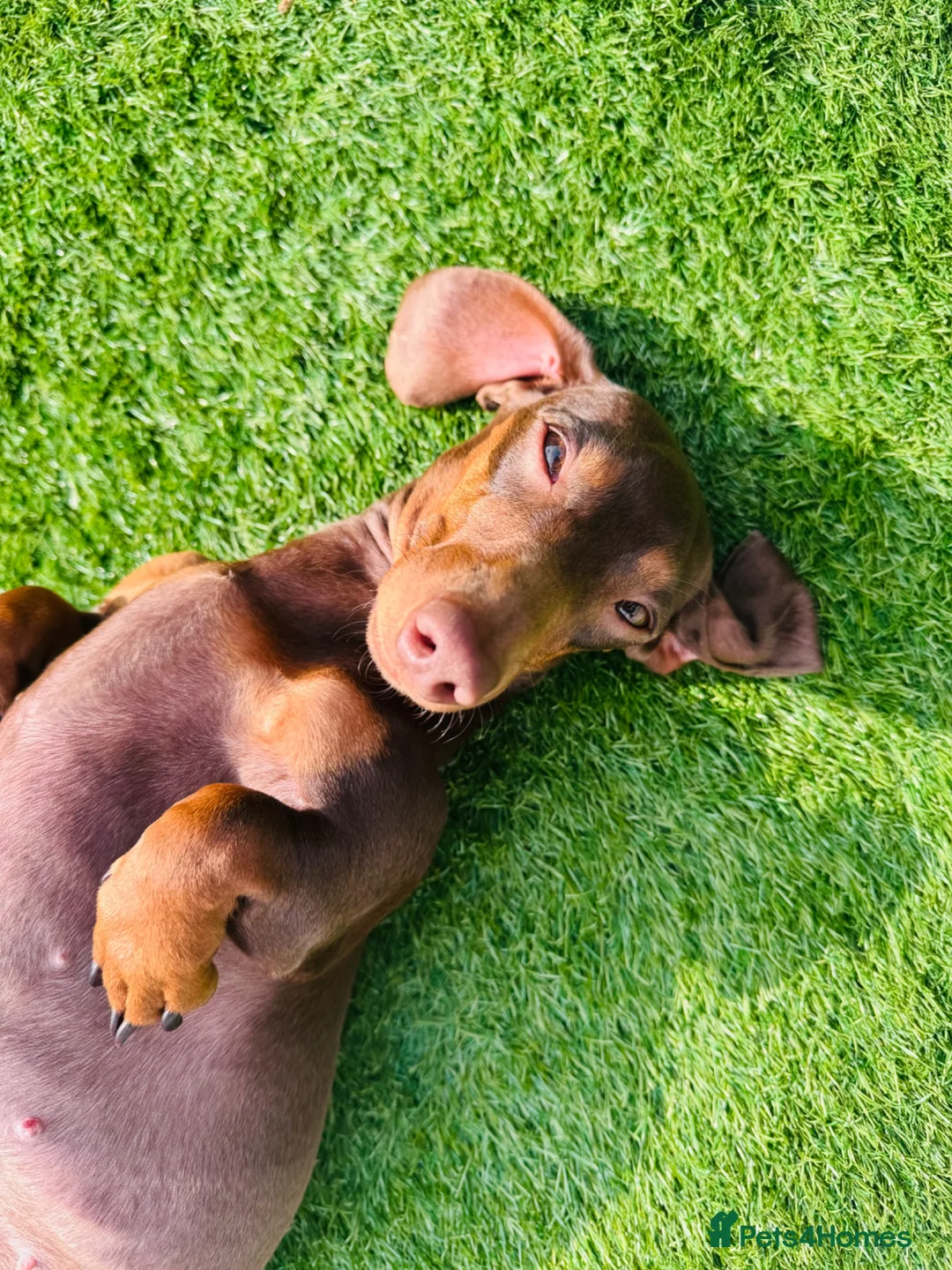 Dachshund dogs for sale: 2 year old female for sale  - Advert 2