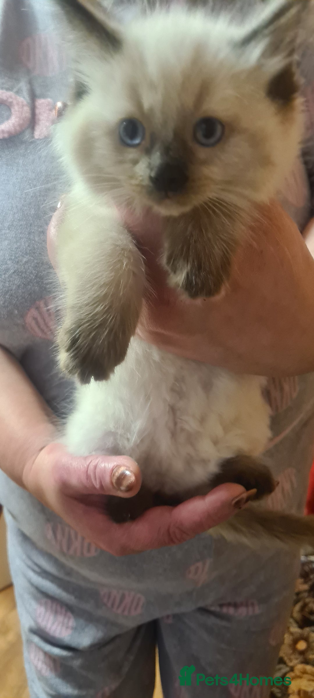 Ragdoll cats for sale: 3 Adorable ragdoll kittens for sale - Advert 7