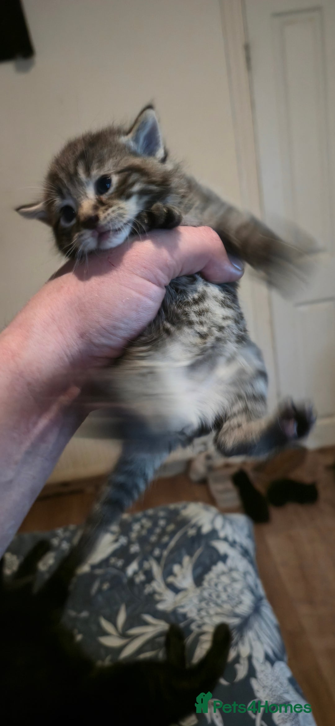 Mixed Breed cats for sale: 11 beautifull kittens ready for 14/01/2026 - Advert 10