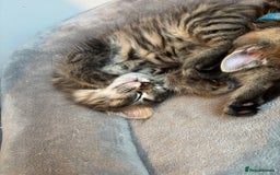 Mixed Breed cats for sale: Mix breed beautiful kittens - Image 18