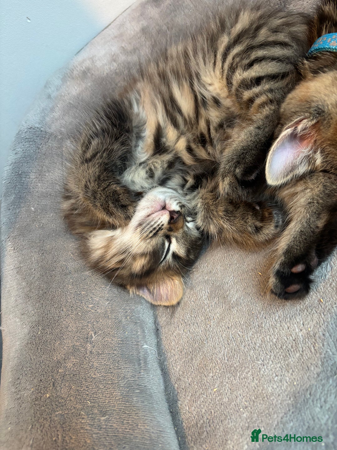 Mixed Breed cats for sale: Mix breed beautiful kittens - Image 18