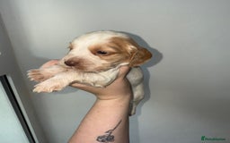 Cocker Spaniel dogs for sale: 6 Adorable cocker spaniels for sale 🩷 - Image 1