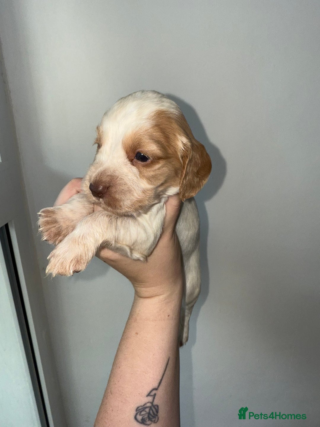 Cocker Spaniel dogs for sale: 6 Adorable cocker spaniels for sale 🩷 - Image 1