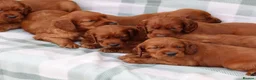 Irish Setter dogs for sale: Confident loving Irish Setter puppies  - Advert 4